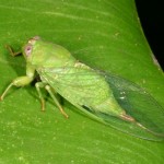 クロイワゼミ クロイワゼミ