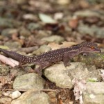 クロイワトカゲモドキ