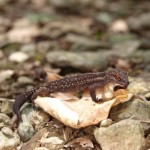 クロイワトカゲモドキ。しっぽが再生している。捕食者にしっぽを取られてしまったのだろうね。