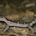 クロイワトカゲモドキ