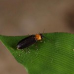 クロイワバタル