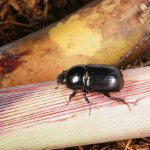 クロマルカブト