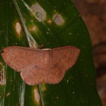 クロモンウスチャヒメシャク クロモンウスチャヒメシャク