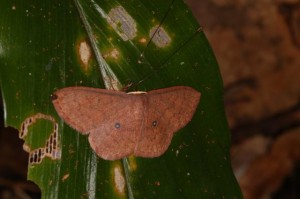 クロモンウスチャヒメシャク