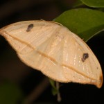 クロモンカギバ クロモンカギバ