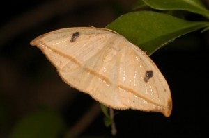 クロモンカギバ