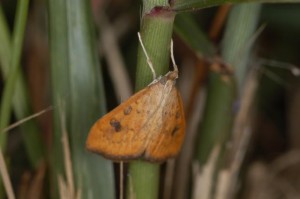 クロモンキノメイガ