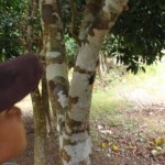 「今度はオキナワノコギリクワガタがいたよ！」