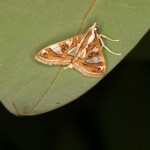 クワノメイガ クワノメイガ