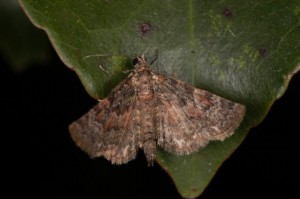 ケブカチビナミシャク