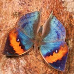 コノハチョウ コノハチョウ ¥9000