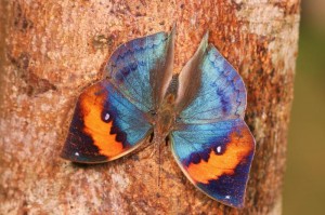 コノハチョウ　￥９０００