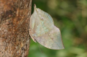 コノハチョウ　￥９０００