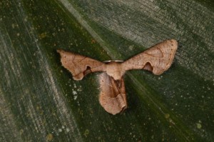 コモンマルバネフタオ