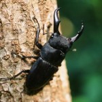 サキシマヒラタクワガタ