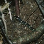 pict-e382b5e382ade382b7e3839ee3839ee38380e383a9