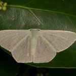 サザナミアオシャク サザナミアオシャク