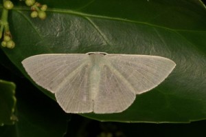 サザナミアオシャク