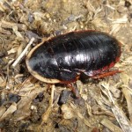 サツマゴキブリ