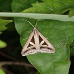 サンカククチバ サンカククチバ