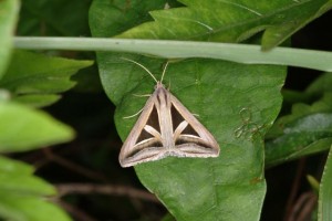 サンカククチバ