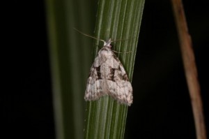 シタクロコブガ