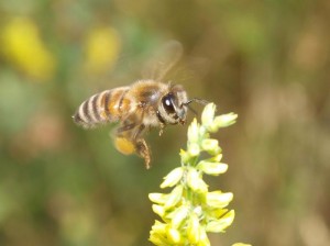花に近づいては…