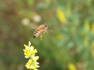 花から離れる。この繰り返し…