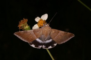 シラホシアシブトクチバ