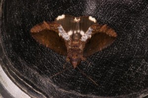 シラホシモクメクチバ