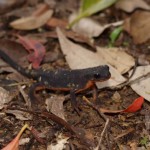 シリケンイモリ