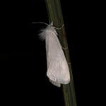 シロオオメイガ シロオオメイガ