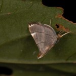 シロオビナカボカシノメイガ シロオビナカボカシノメイガ