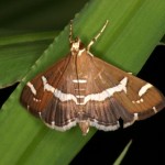 シロオビノメイガ シロオビノメイガ