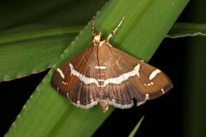 シロオビノメイガ