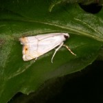 シロチビツトガ シロチビツトガ