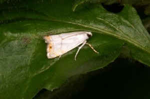 シロチビツトガ