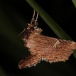 シロモンフサヤガ シロモンフサヤガ