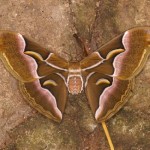 シンジュサン シンジュサン