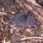 ジャコウネズミ