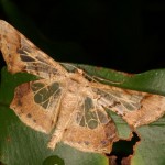 スカシエダシャク スカシエダシャク