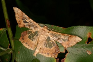 スカシエダシャク