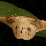 スカシカギバ スカシカギバ