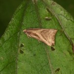 スジオビヒメハマキ スジオビヒメハマキ