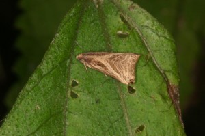 スジオビヒメハマキ