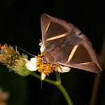 スジボソサンカククチバ スジボソサンカククチバ