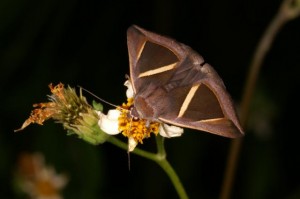 スジボソサンカククチバ