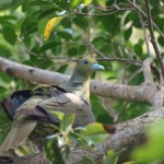 ズアカアオバト