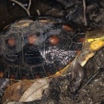 ｾﾏﾙﾊｺｶﾞﾒ