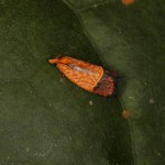 センダンヒメハマキ センダンヒメハマキ